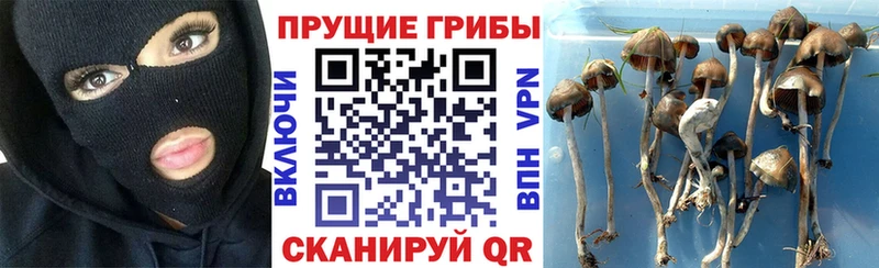 Купить  Горно-Алтайск  Псилоцибиновые грибы прущие грибы 